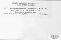 Gymnosporangium nidus-avis image